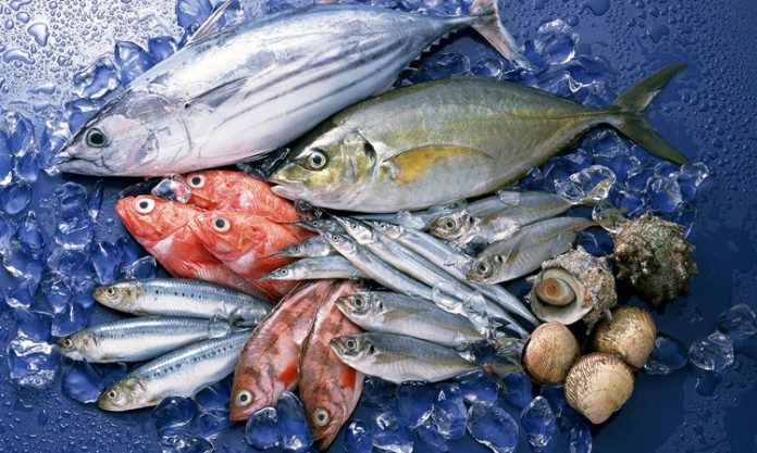 Ege Bölgesi, hem zeytin üretimi hem de balık çeşitliliği açısından Türkiye’nin en zengin coğrafyalarından biridir. Ege’nin doğal iklimi ve deniz ekosistemi, hem kaliteli zeytin yetiştiriciliğine hem de çeşitli balık türlerinin bolca avlanmasına olanak sağlar. Bu iki doğal ürün, Ege mutfağının temel taşlarını oluşturur ve sofralara hem sağlık hem de eşsiz tatlar getirir. Zeytin ve balık, bölge halkının günlük beslenmesinde önemli bir yere sahip olmakla birlikte, Türkiye’nin diğer bölgelerinde de giderek daha fazla rağbet görmektedir. Konulu bir haber görseli.