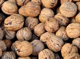Ceviz, içeriğinde barındırdığı zengin besin değerleri ile yüzyıllardır insan sağlığında önemli bir yere sahiptir. Özellikle omega-3 yağ asitleri, protein, lif ve antioksidanlarla dolu yapısı, onu hem sağlıklı bir atıştırmalık hem de beslenme düzeninin vazgeçilmez bir parçası haline getiriyor. Uzmanlar, düzenli olarak ceviz tüketmenin kalp sağlığını korumada büyük rol oynadığını belirtiyor. Konulu bir haber görseli.