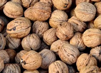 Ceviz, içeriğinde barındırdığı zengin besin değerleri ile yüzyıllardır insan sağlığında önemli bir yere sahiptir. Özellikle omega-3 yağ asitleri, protein, lif ve antioksidanlarla dolu yapısı, onu hem sağlıklı bir atıştırmalık hem de beslenme düzeninin vazgeçilmez bir parçası haline getiriyor. Uzmanlar, düzenli olarak ceviz tüketmenin kalp sağlığını korumada büyük rol oynadığını belirtiyor. Konulu bir haber görseli.