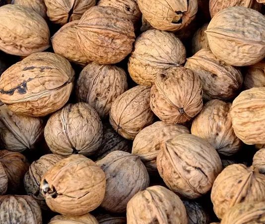Ceviz, içeriğinde barındırdığı zengin besin değerleri ile yüzyıllardır insan sağlığında önemli bir yere sahiptir. Özellikle omega-3 yağ asitleri, protein, lif ve antioksidanlarla dolu yapısı, onu hem sağlıklı bir atıştırmalık hem de beslenme düzeninin vazgeçilmez bir parçası haline getiriyor. Uzmanlar, düzenli olarak ceviz tüketmenin kalp sağlığını korumada büyük rol oynadığını belirtiyor. Konulu bir haber görseli.