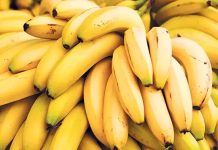 Muz, içerdiği vitaminler, mineraller ve lif yapısıyla hem sağlıklı beslenme alışkanlıklarının hem de günlük enerji ihtiyacının karşılanmasında önemli bir rol oynuyor. Özellikle potasyum bakımından zengin olan bu meyve, kalp ve damar sağlığının korunmasında etkili kabul ediliyor. Ayrıca magnezyum, B6 vitamini ve C vitamini açısından da güçlü bir kaynak olması, onu yalnızca bir atıştırmalık değil aynı zamanda besleyici bir yiyecek haline getiriyor. Konulu bir haber görseli.