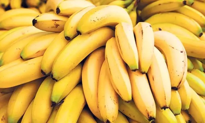 Muz, içerdiği vitaminler, mineraller ve lif yapısıyla hem sağlıklı beslenme alışkanlıklarının hem de günlük enerji ihtiyacının karşılanmasında önemli bir rol oynuyor. Özellikle potasyum bakımından zengin olan bu meyve, kalp ve damar sağlığının korunmasında etkili kabul ediliyor. Ayrıca magnezyum, B6 vitamini ve C vitamini açısından da güçlü bir kaynak olması, onu yalnızca bir atıştırmalık değil aynı zamanda besleyici bir yiyecek haline getiriyor. Konulu bir haber görseli.